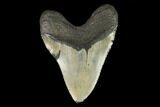 Fossil Megalodon Tooth - North Carolina #124466-2